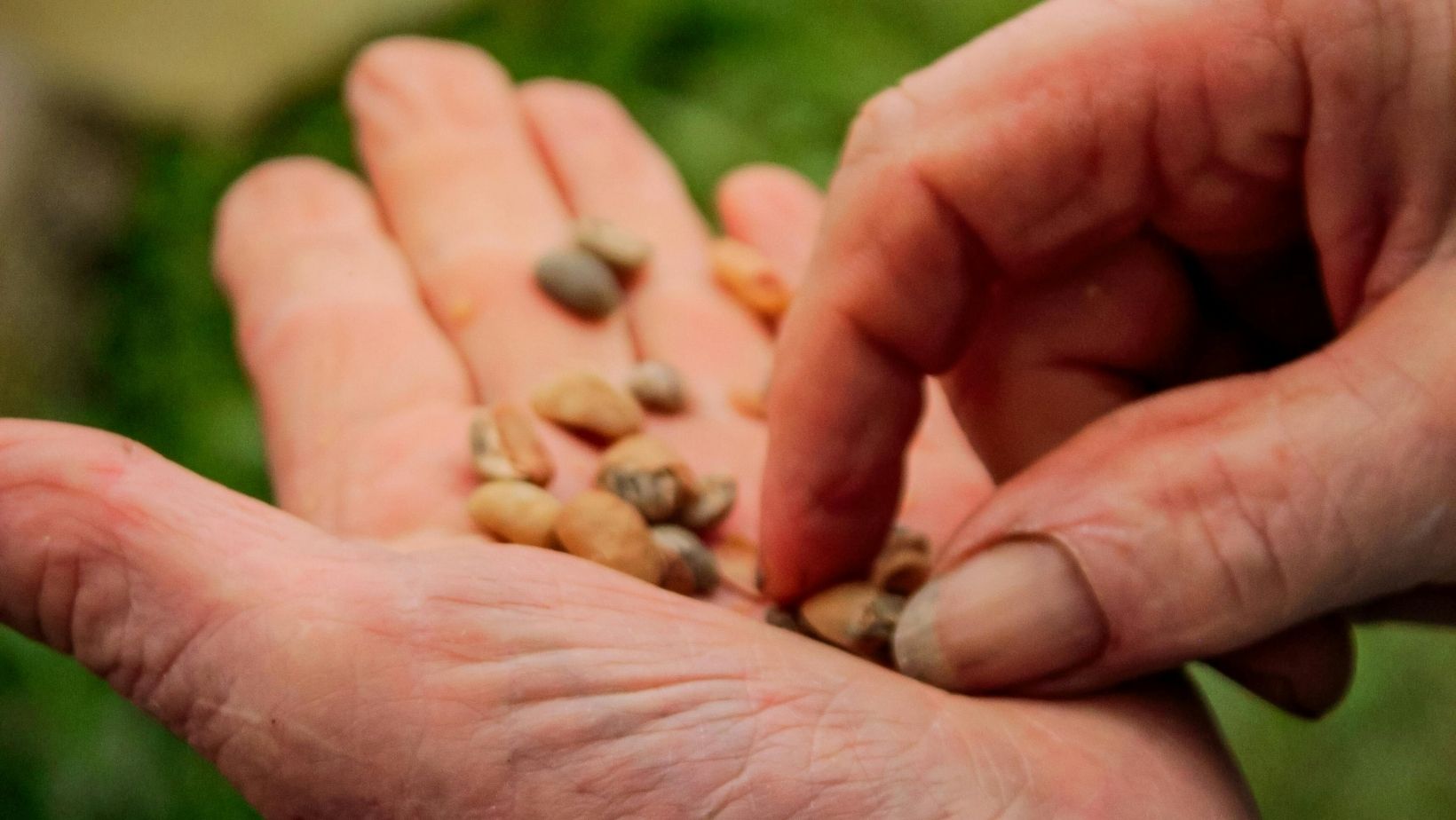 Great cannabis seed banks online your straight talk guide to quality seeds